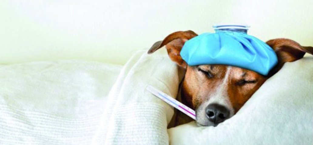 반려견 동반 KTX 탑승방법 알아보기