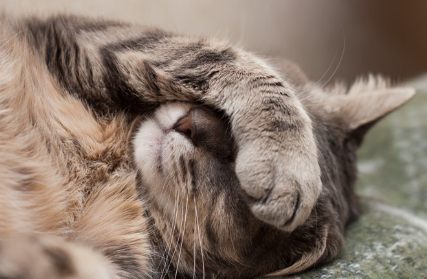 눈을 가리고 자는 고양이.