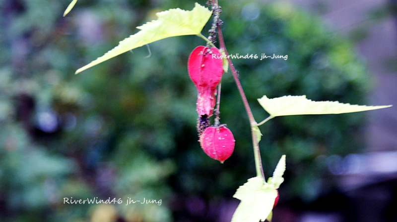 브라질 아부틸론,Brazilian Abutilon 식물 정보