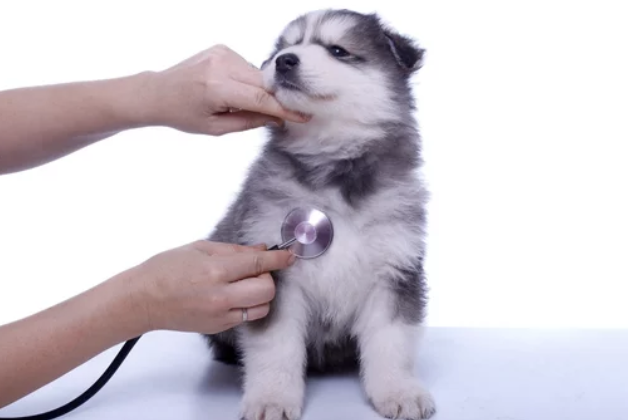 강아지/출처:어도비스톡