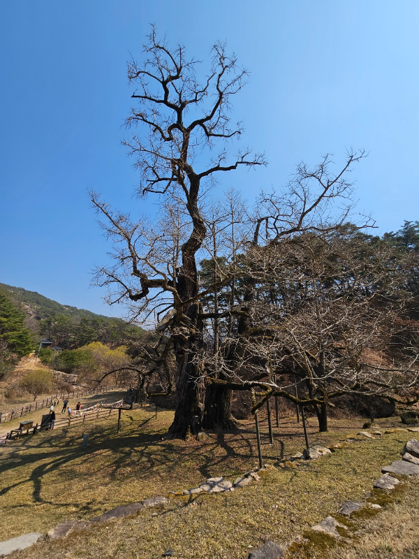 천연기념물 은행나무