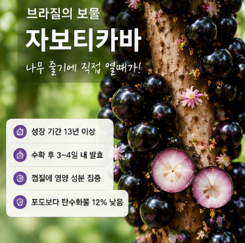 자보티바-효능-내돈내산-솔직-후기-복용방법-열매-부작용