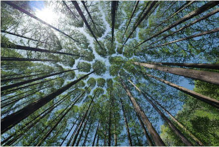 산림복지바우처