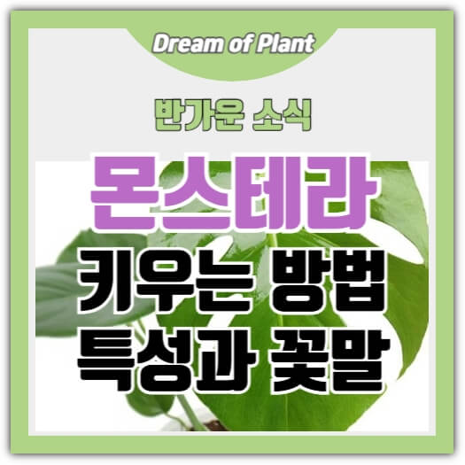 몬스테라 키우는 방법 썸네일 이미지