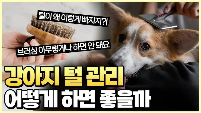 털 안 빠지는 강아지 견종 추천 털 알레르기 적은 강아지 털 안빠지는 대형견 소형견_4