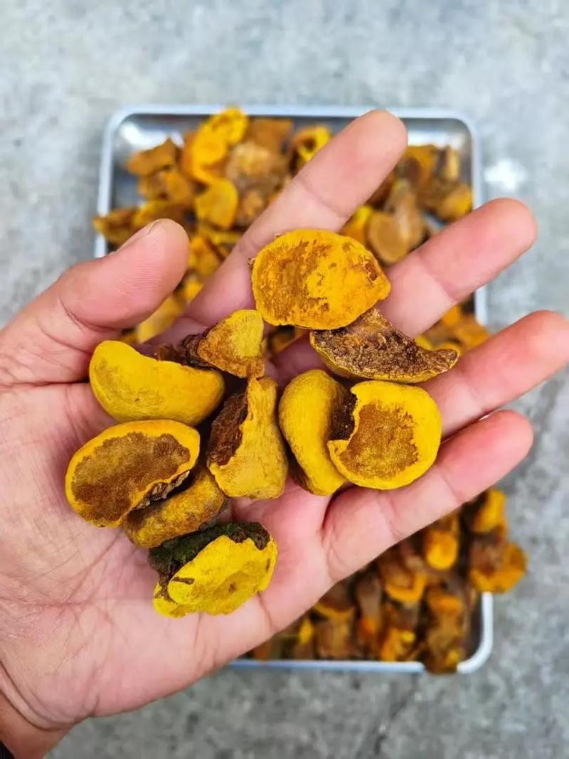 상황버섯 효능 · 부작용