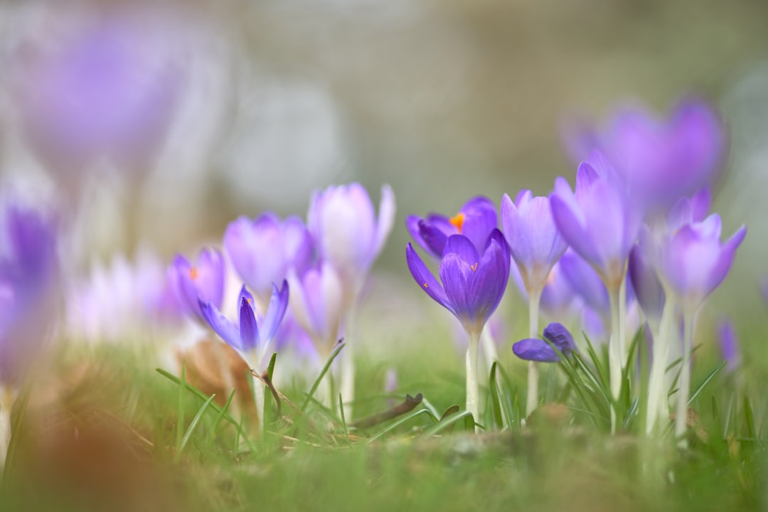 Crocus