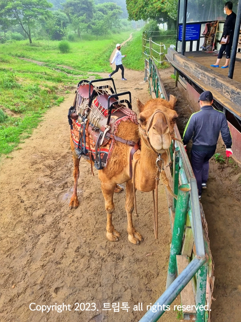 안장을 얹은 낙타가 카메라를 쳐다본다
