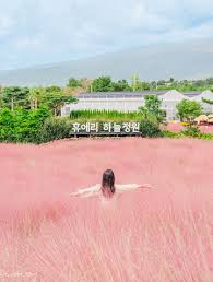 휴애리 주말야시장