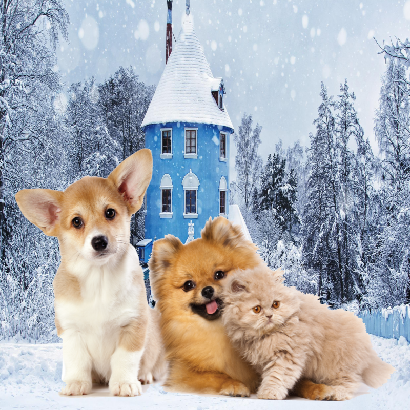 반려견 겨울 산책 중요성과 주의할 점 저체온증 조심하기