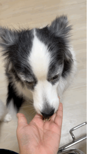 반려동물 식이섬유 파이보 강아지 설사할 때 먹이는 보조제 FIBOR