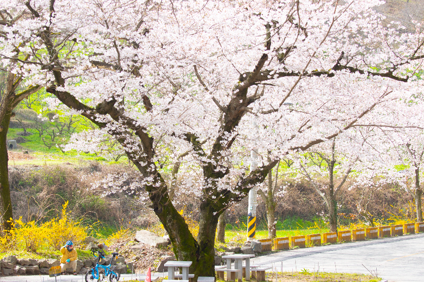 구례 산수유꽃축제 언제 갈까? 2025년 개화 시기 & 필수 코스