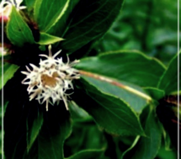 삽주뿌리의 숨겨진 비밀: 매일 섭취하면 벌어지는 놀라운 변화