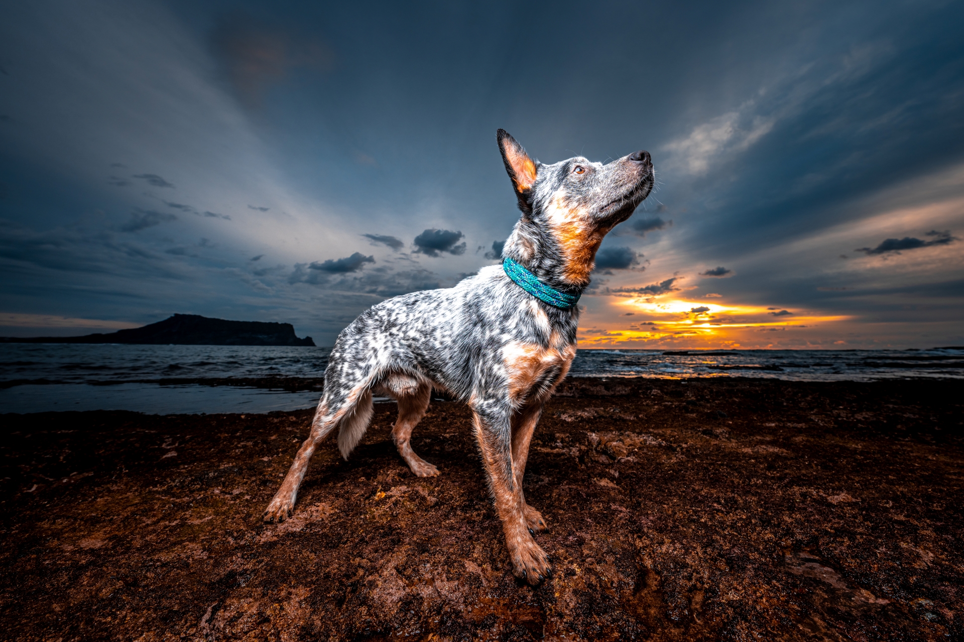 반려견 프로필 사진