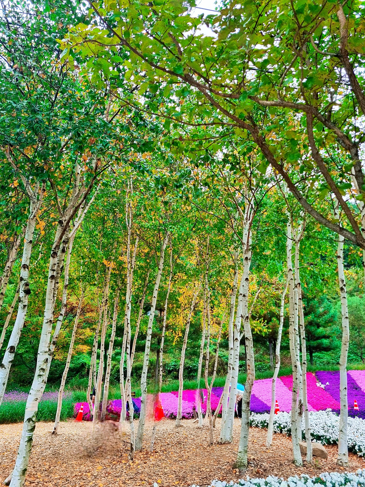 다시 찾아간 2024 인제 가을꽃축제: 국화&amp;#44; 야생화&amp;#44; 수변산책로&amp;#44; 숲 속 꽃길의 매력