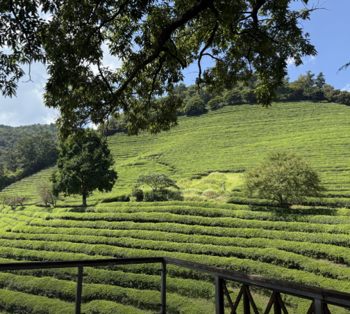 2025 추석연휴 전라남도 가볼만한 곳 BEST 5