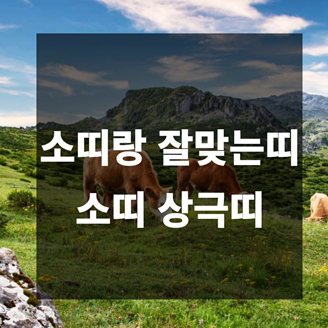 소띠랑 잘맞는띠 소띠 상극띠