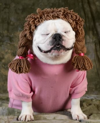 강아지 귀여운 사진 보는 순간 심쿵! 하루 스트레스 풀리는 힐링 모음집