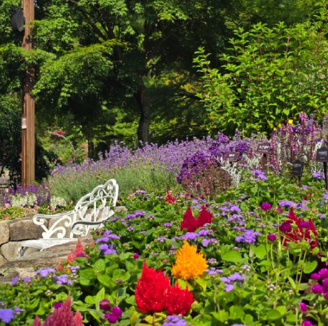 경기도 광주시 화담숲 여름 수국 축제 모노레일