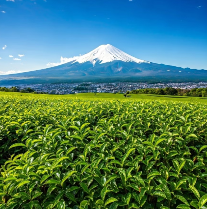 시즈오카 자유여행 - 도쿄 근교 감성 가득한 일본 소도시 일정 추천