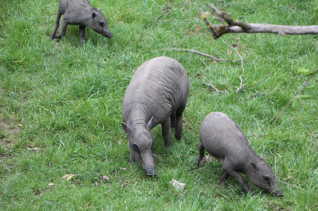 어미 바비루사와 아기 바비루사들이 풀숲에서 노는 모습