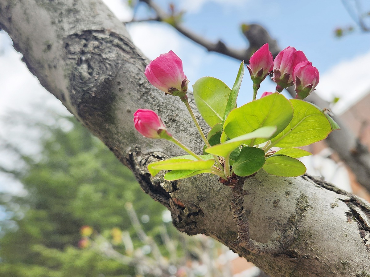 서부해당(꽃아그배나무)