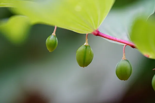둥글레차 효과 건강에 좋은 차 효능 정리_9