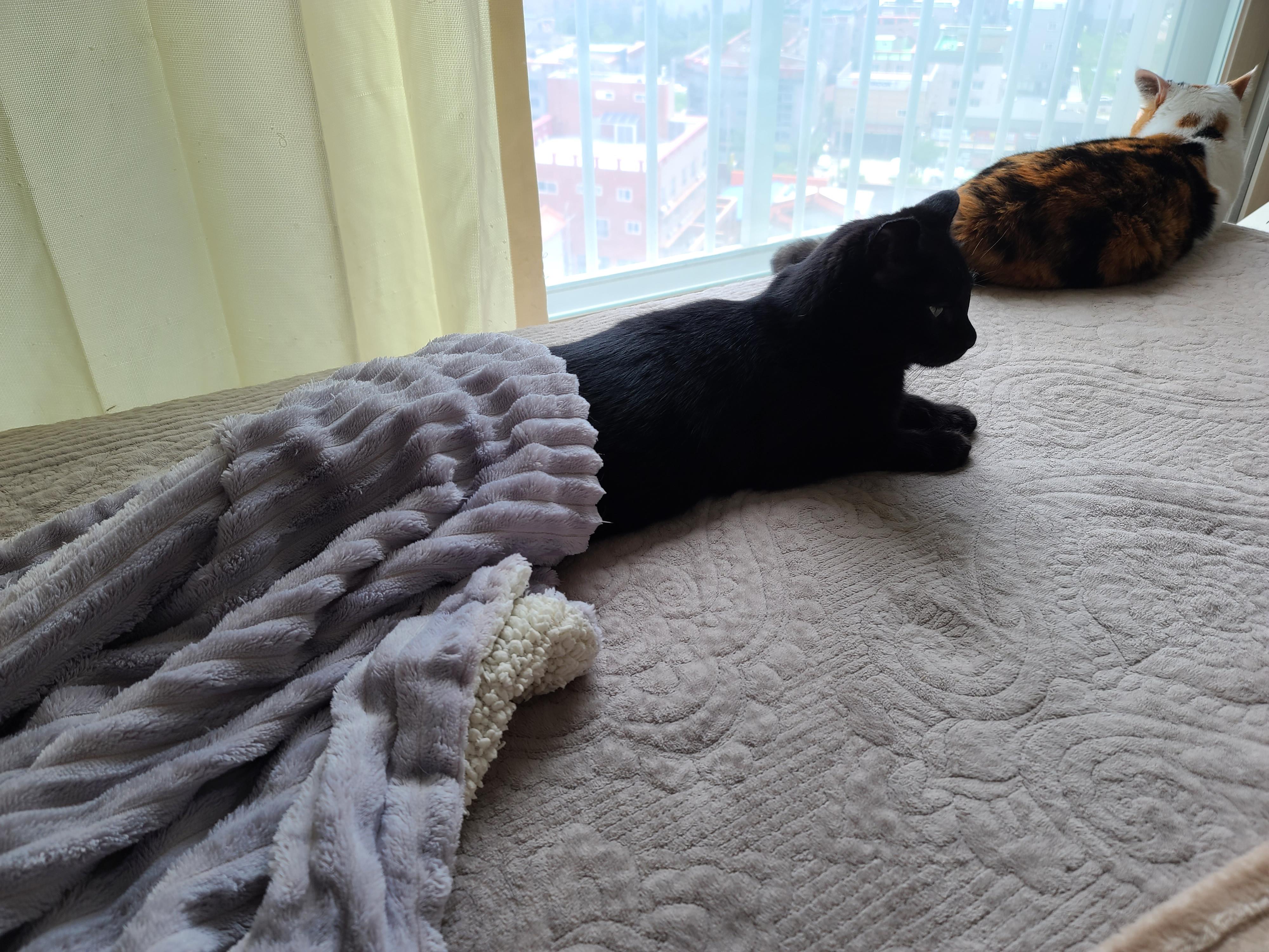 에어컨 바람을 피하고 싶을때 올블랙 건이와 막둥이 삐용이의 선택은...!