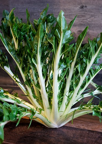 치커리 효능 부작용 먹는법 한눈에 정리