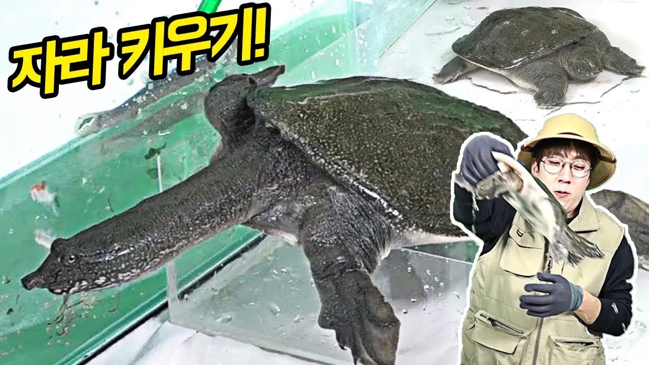 우리나라 토종 거북 자라와 남생이 생태 특성 비교_6