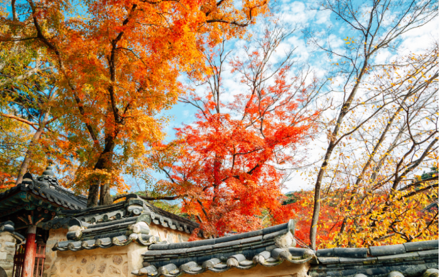 단풍 시즌 경주 여행, 불국사에서 느끼는 천년의 고즈넉함