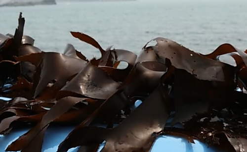 후코이단 효능, 부작용, 권장량