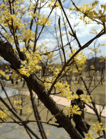 2025 구례 산수유 축제 관련사진