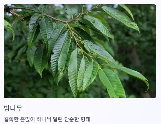 밤나무 잎
