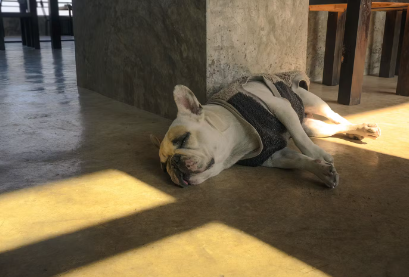 자고 있는 프렌치 불독.