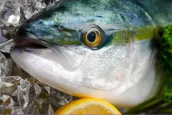 모슬포 대방어 가격 , 효능과 영양성분