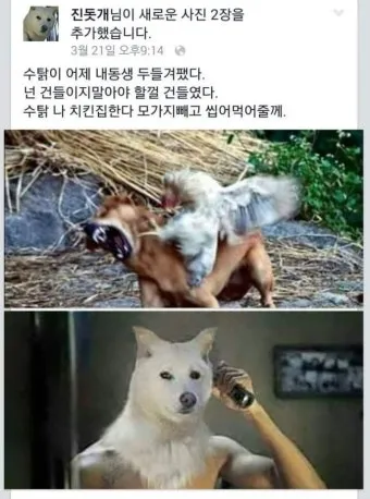 진돗개 입양 까다로울까 성격 수명 특성 총정리 모음집_18