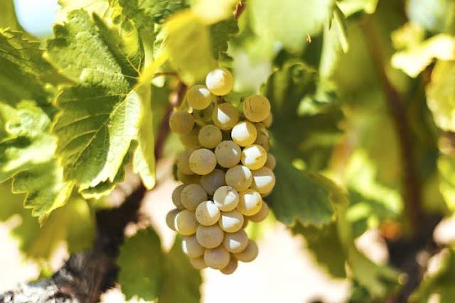 베르데호 포도와 잎의 모습
