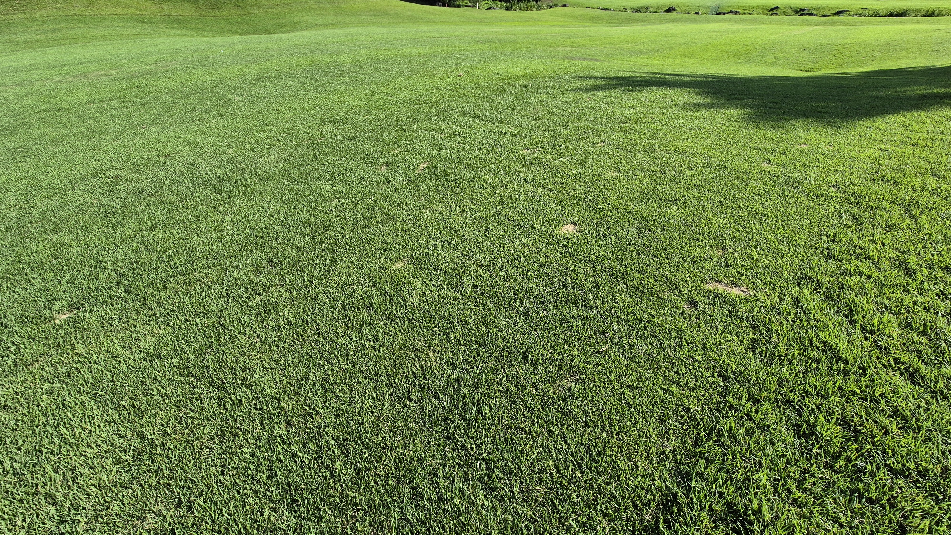 대영힐스cc 청-력 코스 라운드 후기