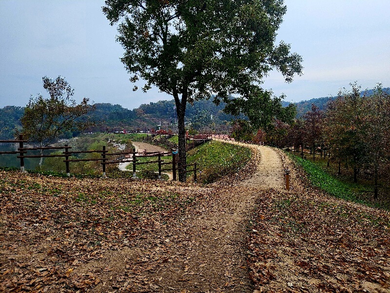 함안 악양생태공원 핑크뮬리