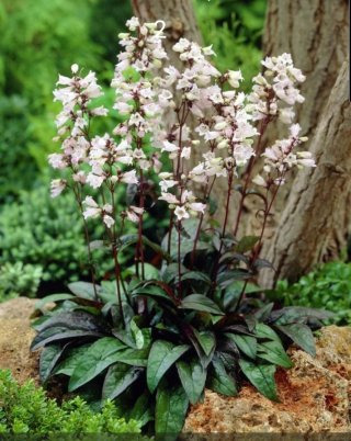 자엽 펜스테몬 이미지 사진