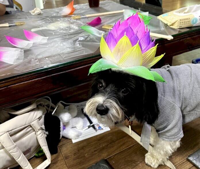 만든 연꽃등을 머리에 쓰고 있는 강아지