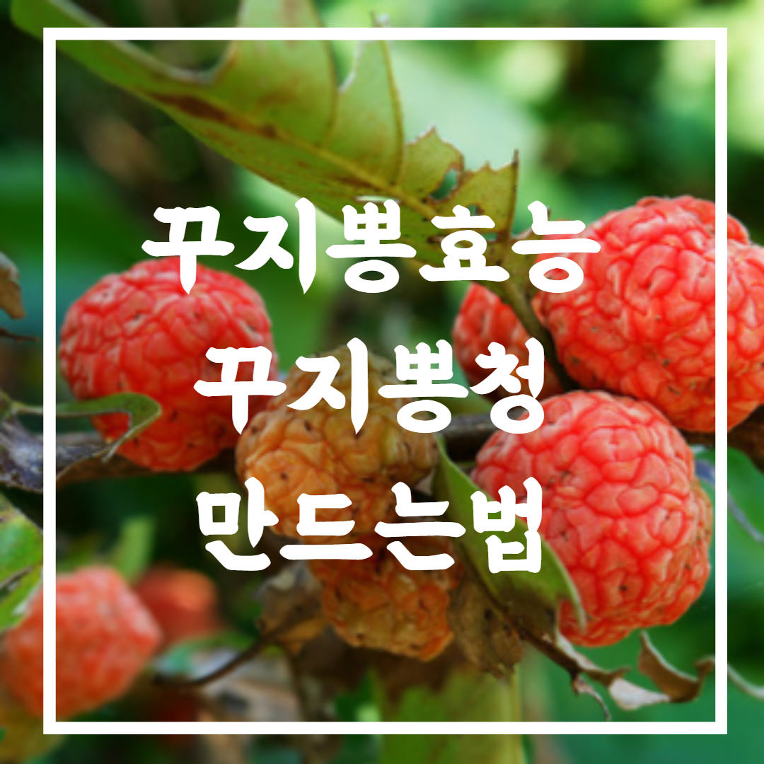 꾸지뽕효능