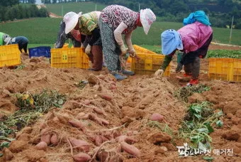 당진해나루황토고구마 홍보판촉행사 축제 장소로 안내_24