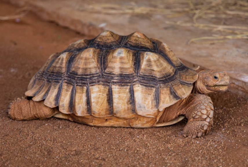 멸종위기동식물 쟁기거북