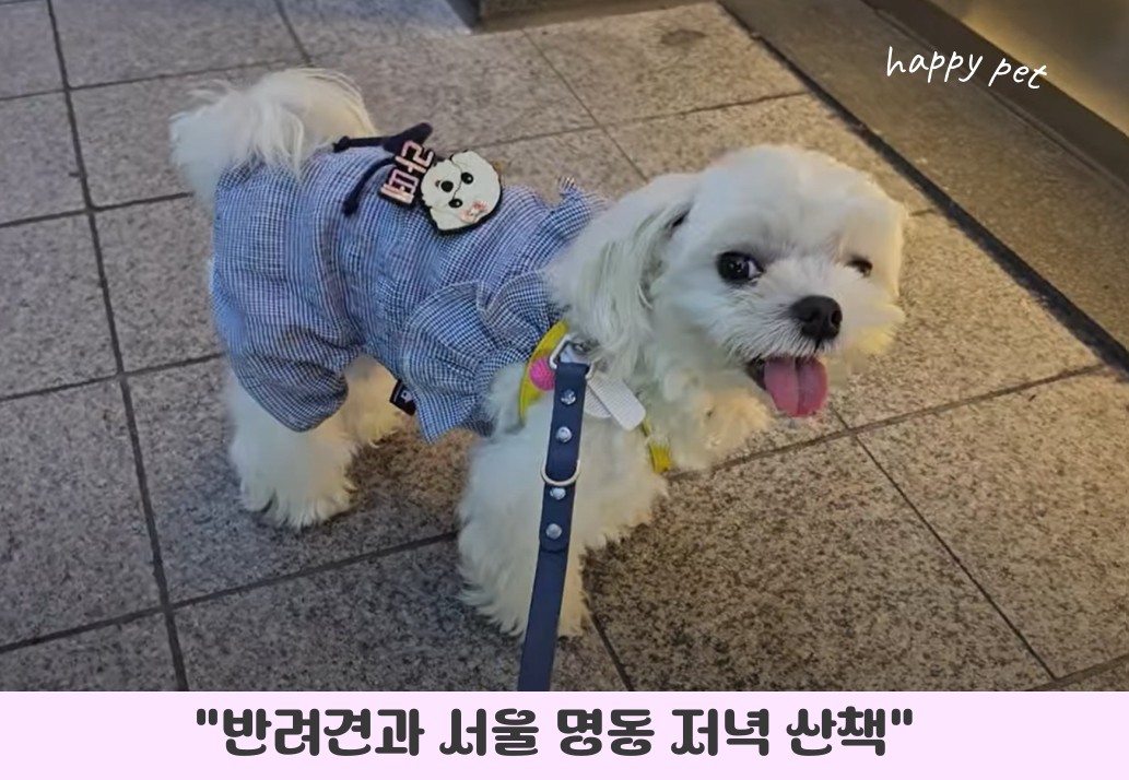 반려견과 서울 명동 저녁 산책