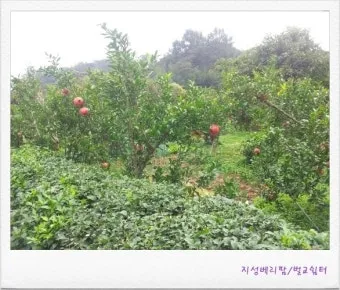 석류 재배 전정 요령 착과 관리 고온 피해 예방_6