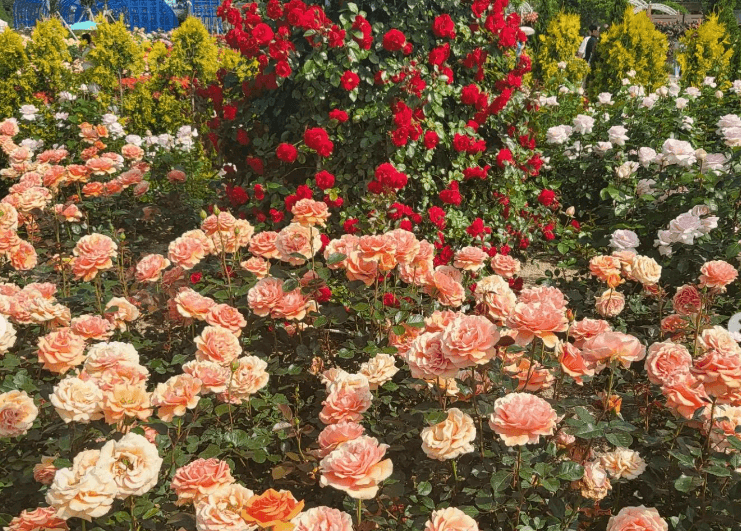 곡성 세계 장미 축제 일정 2024&#44; 초대가수 라인업부터 여행 Tip까지 총정리