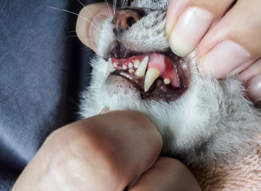 고양이의 잇몸.