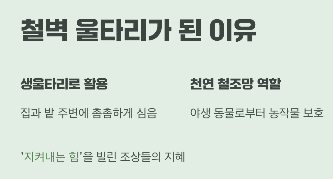 철벽 울타리가 된 이유